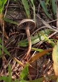 Psilocybe coprophila image