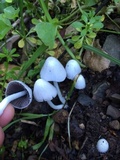 Coprinopsis lotinae image