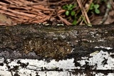 Myxarium nucleatum image