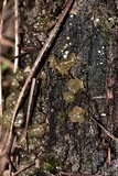 Myxarium nucleatum image