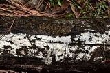 Myxarium nucleatum image