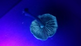 Hypholoma capnoides image