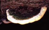 Trametes gibbosa image