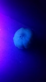 Hypholoma capnoides image