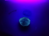 Hypholoma capnoides image