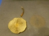 Hypholoma capnoides image