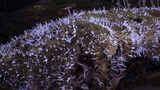 Trogia infundibuliformis image