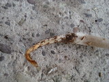 Hymenopellis megalospora image