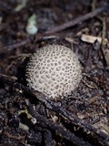 Scleroderma duckei image