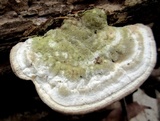 Trametes gibbosa image