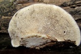 Trametes gibbosa image