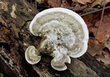 Trametes gibbosa image