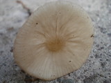 Hymenopellis megalospora image