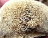 Trametes gibbosa image