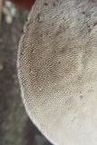 Trametes gibbosa image