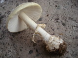 Amanita amerimuscaria image