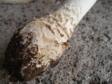 Amanita amerimuscaria image