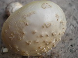 Amanita amerimuscaria image