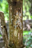Rosellinia subiculata image