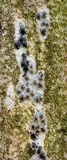 Rosellinia subiculata image