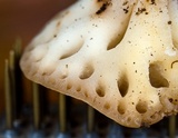 Rickiella edulis image