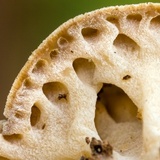 Rickiella edulis image