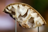 Rickiella edulis image
