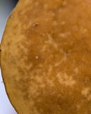 Rickiella edulis image