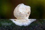 Ascopolyporus polychrous image