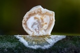 Ascopolyporus polychrous image