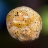 Ascopolyporus polychrous image