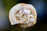 Ascopolyporus polychrous image