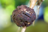 Ascopolyporus polychrous image