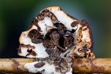 Ascopolyporus polychrous image