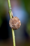 Ascopolyporus polychrous image