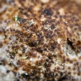 Ascopolyporus polychrous image