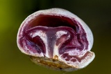 Ascopolyporus polychrous image