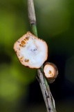 Ascopolyporus polychrous image