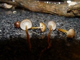 Strobilurus tenacellus image