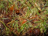 Strobilurus tenacellus image