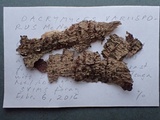 Dacrymyces variisporus image