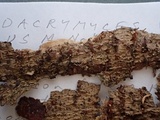 Dacrymyces variisporus image