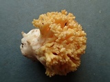 Ramaria rasilispora var. rasilispora image
