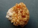 Ramaria rasilispora var. rasilispora image