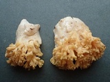 Ramaria rasilispora image