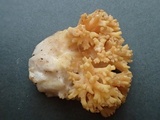 Ramaria rasilispora image