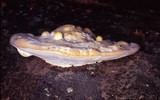 Trametes lactinea image