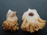 Ramaria rasilispora var. rasilispora image