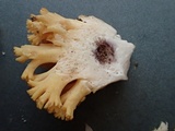 Ramaria rasilispora image