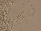 Ramaria rasilispora var. rasilispora image
